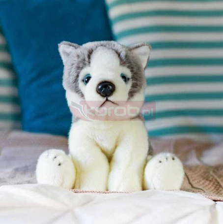 Pluszowy Husky