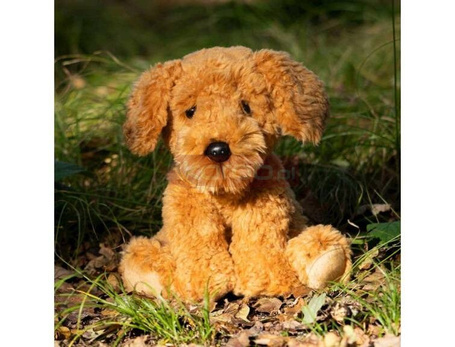 Pies Cockapoo