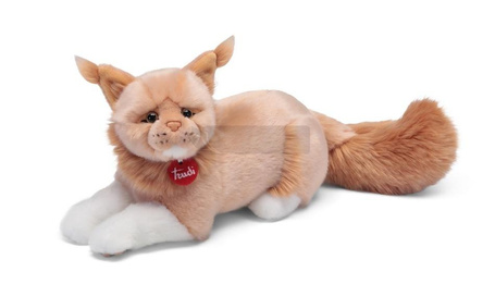 Kot rasy Maine Coon