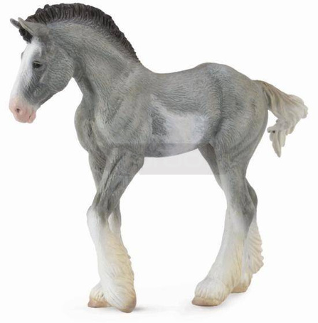 Źrebię Clydesdale Foal Blue Roan