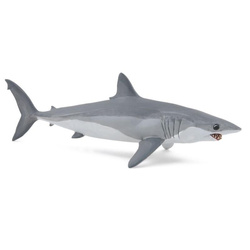 Ostronos atlantycki (rekin mako)