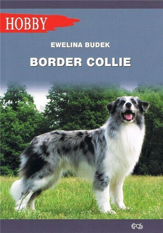 Border Collie w.2020