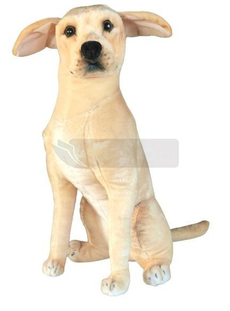 Pies Labrador 65cm