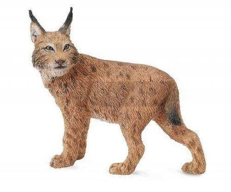 Ryś