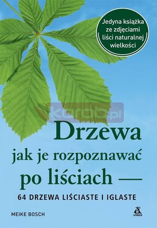 Drzewa jak je rozpoznawać po liściach