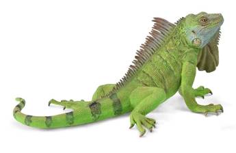 Iguana