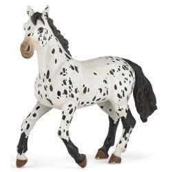 Koń Appaloosa