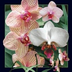 Magnes 3D Orchidea