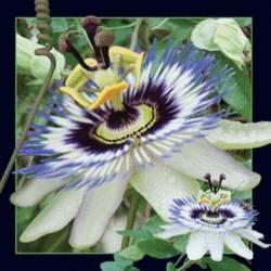 Magnes 3D Passiflora