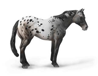 Niebieski Deresz Appaloosa