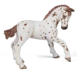 Żrebię Appaloosa