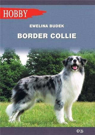 Border Collie w.2020