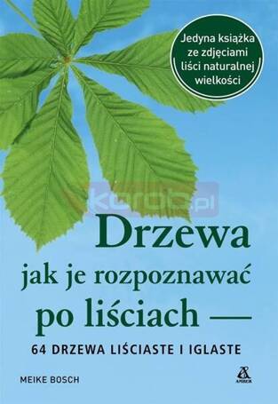 Drzewa jak je rozpoznawać po liściach