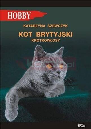 Kot brytyjski krótkowłosy w.4