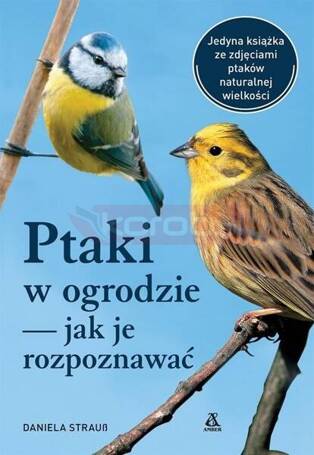 Ptaki w ogrodzie - jak je rozpoznawać