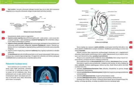 Repetytorium LO 2023 - Biologia