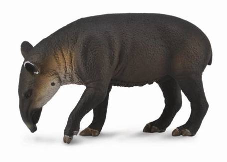 Tapir cielę bairda